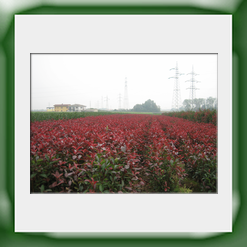 Photinia cm 80 100