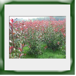 Photinia cm 100