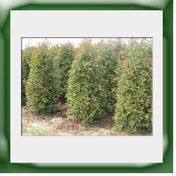 Photinia cm 200 250 trapiantata