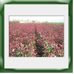 Photinia cm. 80 100