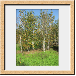 Betula utilis cm 300