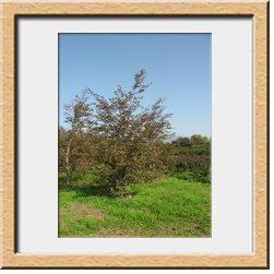 Fagus sylvatica tricolor cm 350