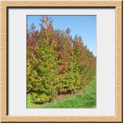 Liquidambar styraciflua cm 350