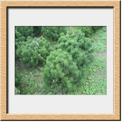 Pinus mugus cm 60