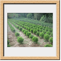 Buxus faulkner cm 40