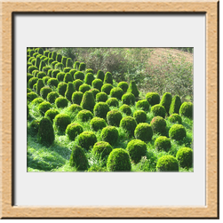 Buxus pumila cm 50-60