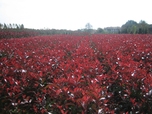 Photinia Super Red Robin