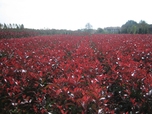 Photinia Super Red Robin